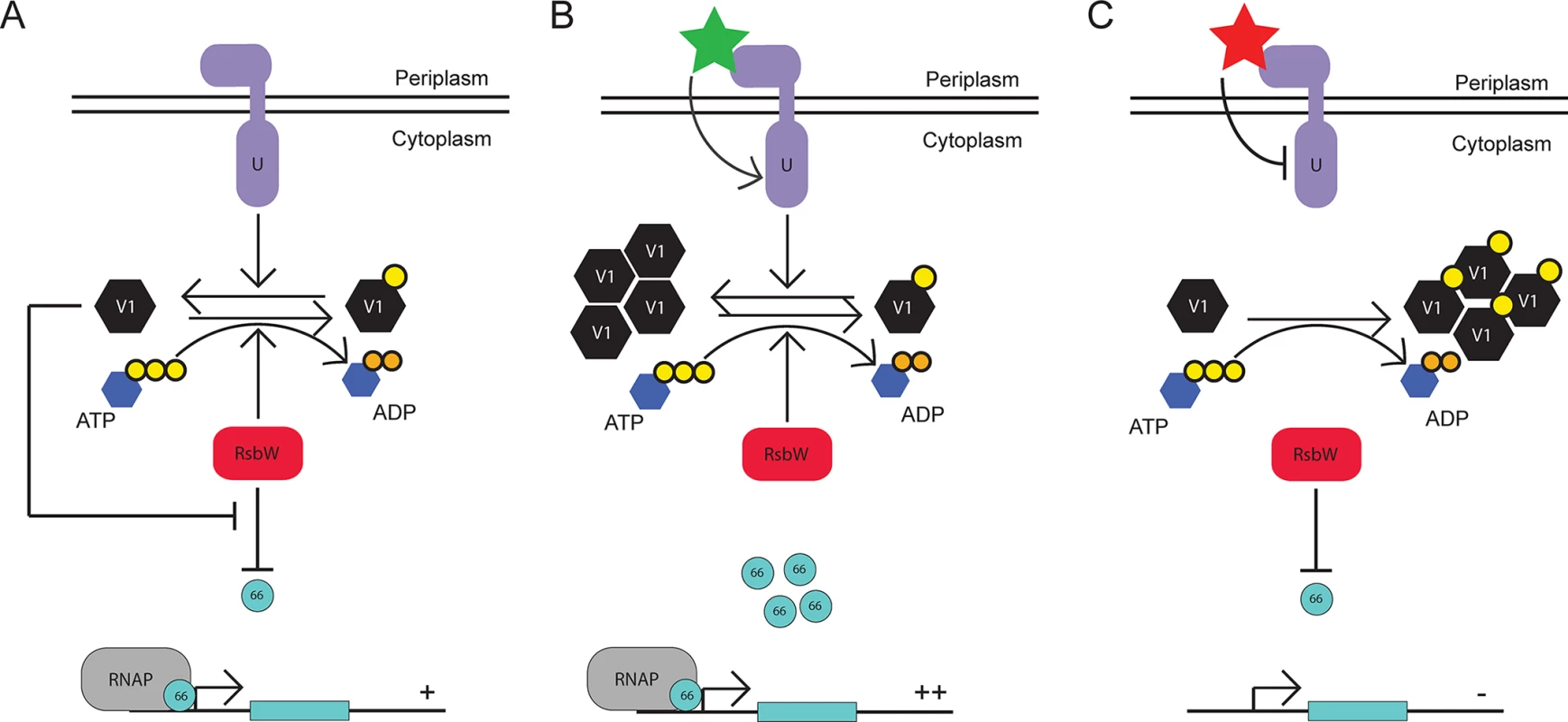 Proposed model for the function of the Rsb regulatory system in <i>Chlamydia</i>.