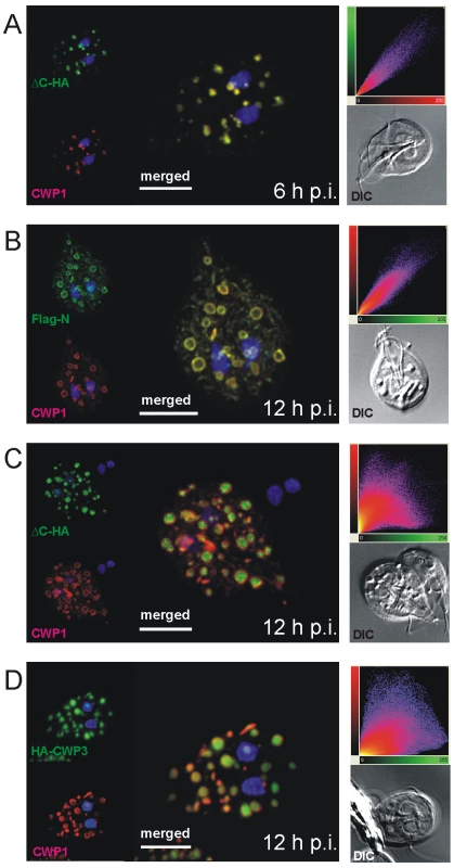 Confocal microscopy of Flag-CWP2-HA and HA-CWP3 reporters in representative cells during early stages of encystation.