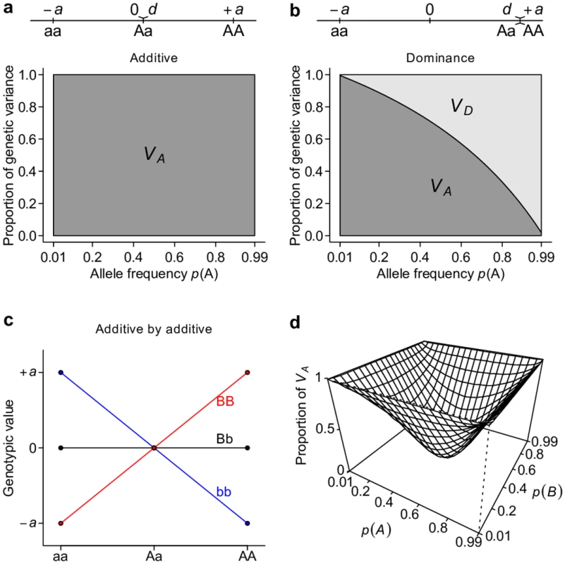 Additive genetic variance <i>V</i><sub><i>A</i></sub> is a major determinant of total genetic variance.