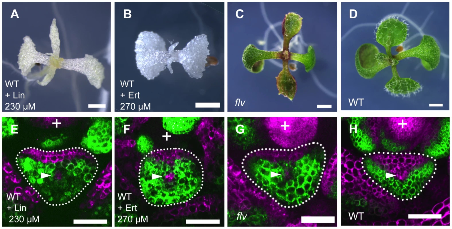 Inhibition of plastid gene expression machinery retards FMB shifting and leads to narrow lamina formation.
