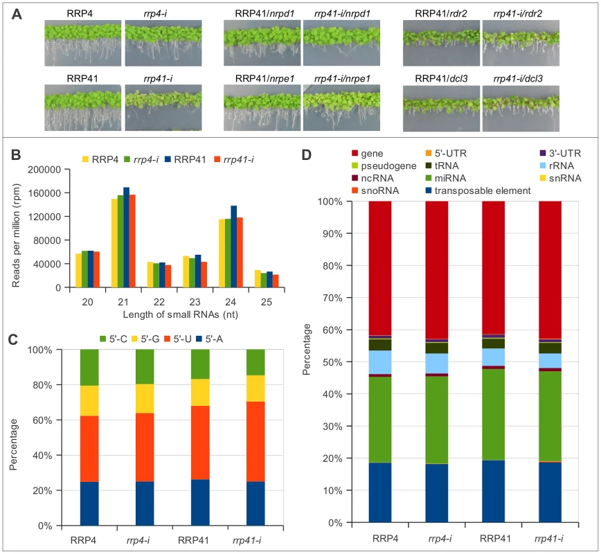 Characterization of up-regulated loci and smRNA populations upon depletion of exosome subunits RRP4 and RRP41.