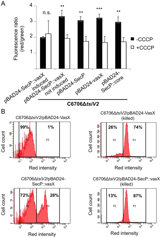 VasX compromises the integrity of the inner membrane in target cells.