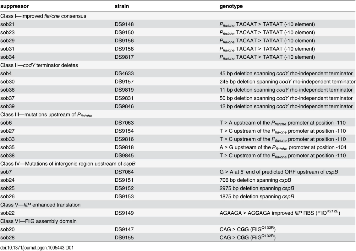 Suppressor of <i>swrB</i> (<i>sob</i>) alleles.