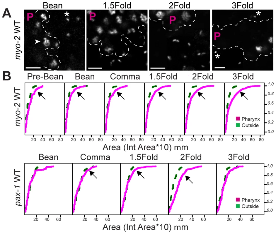 Decompaction of pseudo-chromosomes during pharyngeal differentiation.
