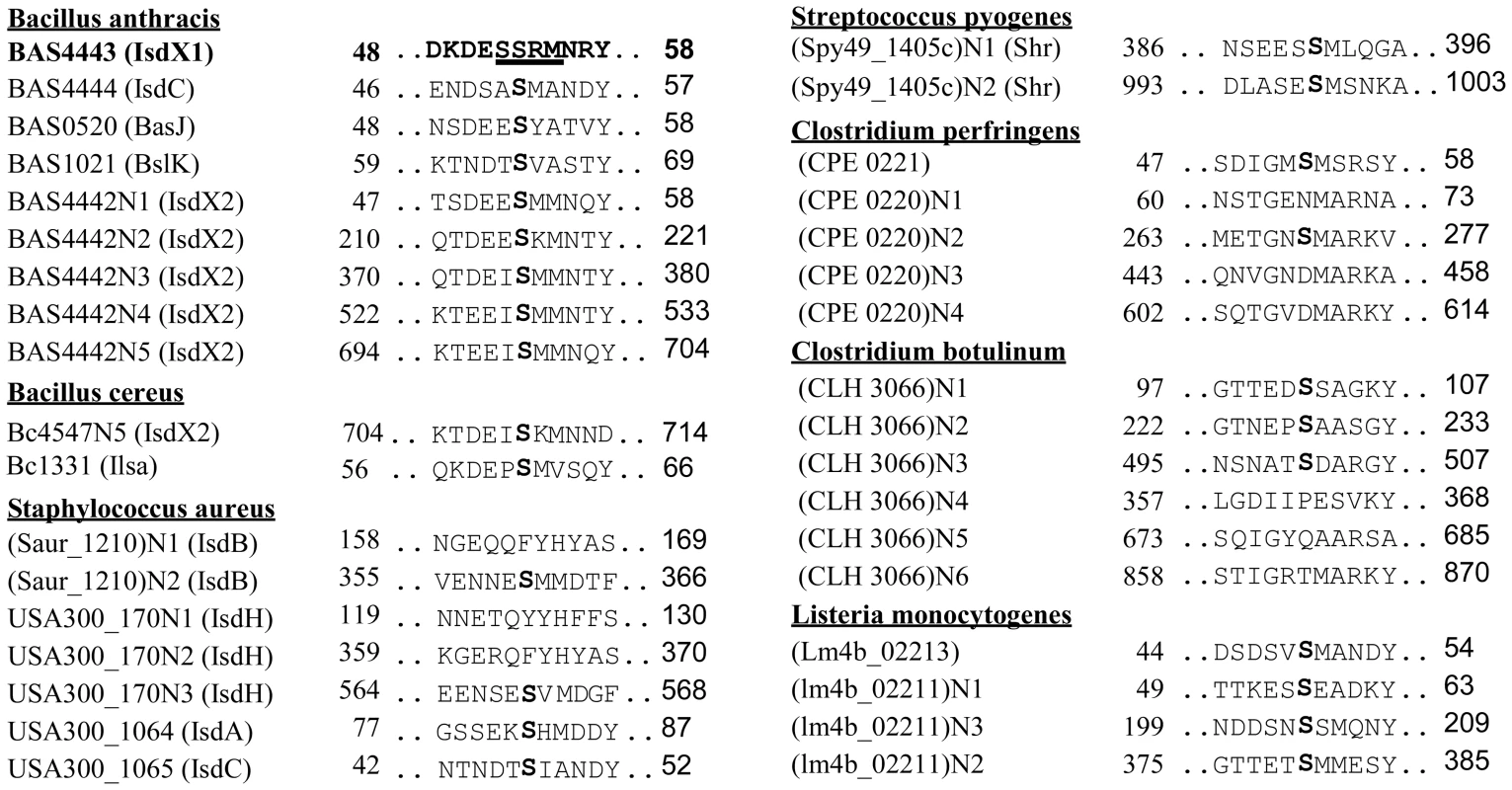 Alignment of the 3<sub>10</sub>-helix and adjacent residues of NEAT proteins in Gram-positive bacteria.