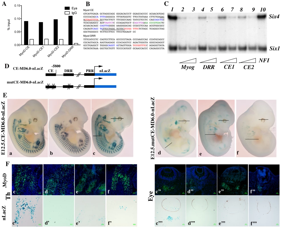 Six proteins are required for <i>Myod</i> expression in the mouse embryo.