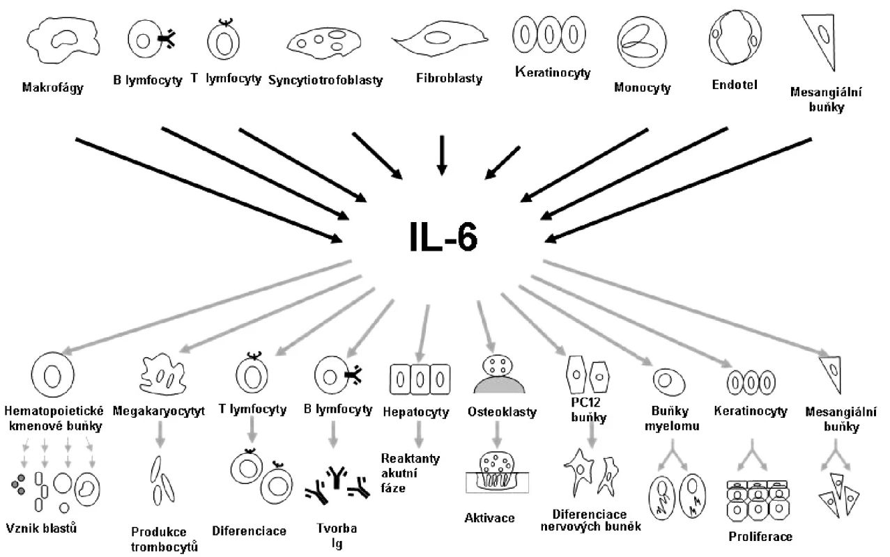 Pleiotropní charakter interleukinu 6.
Podle: Naka T et al. Arthritis Res 2002;4:S233–S242.