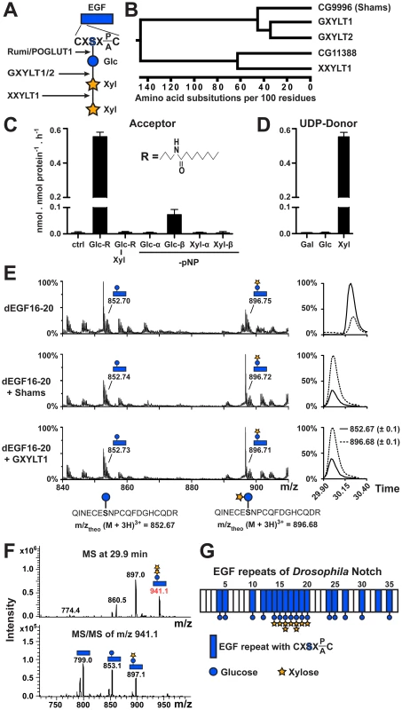 Shams functions as a glucoside xylosyltransferase on Notch.