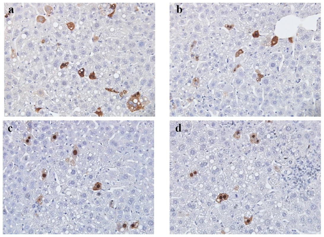 <i>In vivo</i> subcellular localization of core proteins encoded by mutants HBc ARD-I+III and ARD-II+IV was examined by immunohistochemistry staining and hydrodynamic delivery.