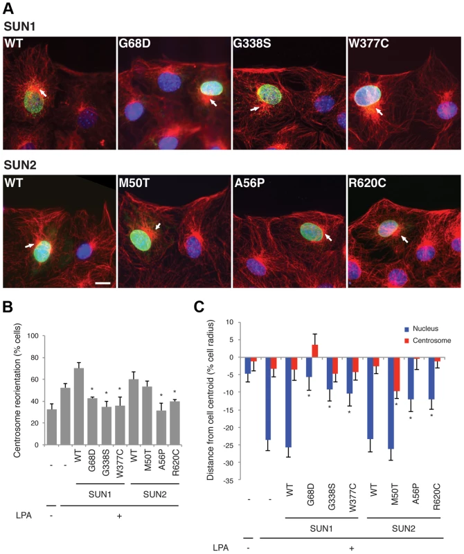 SUN1 and SUN2 variants disrupt nuclear-cytoskeletal coupling in NIH3T3 fibroblasts.