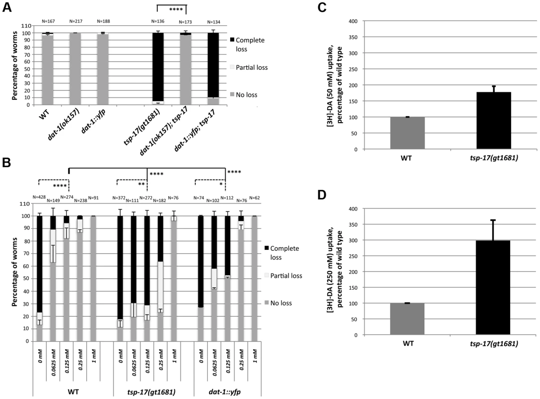 Evidence for DAT-1 hyperactivation in <i>tsp-17</i> worms.