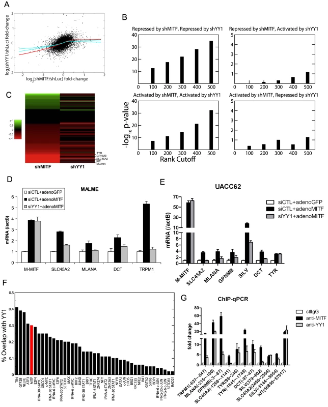 YY1 cooperates with MITF in gene transcription.