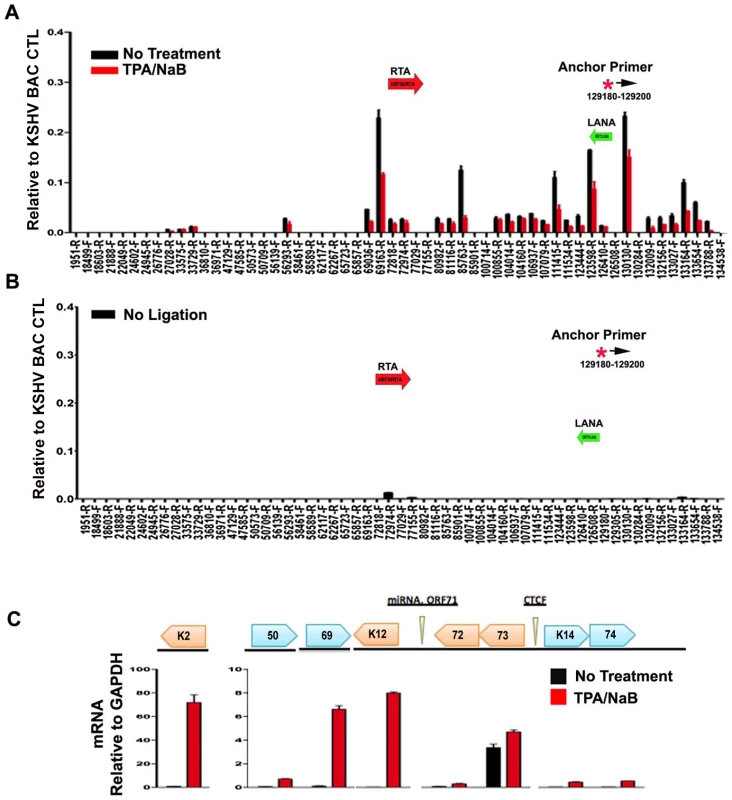 Loss of chromatin loops during lytic cycle reactivation.