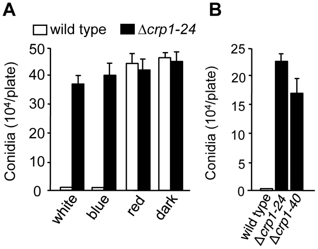 <i>CRP1</i> regulates conidiation.