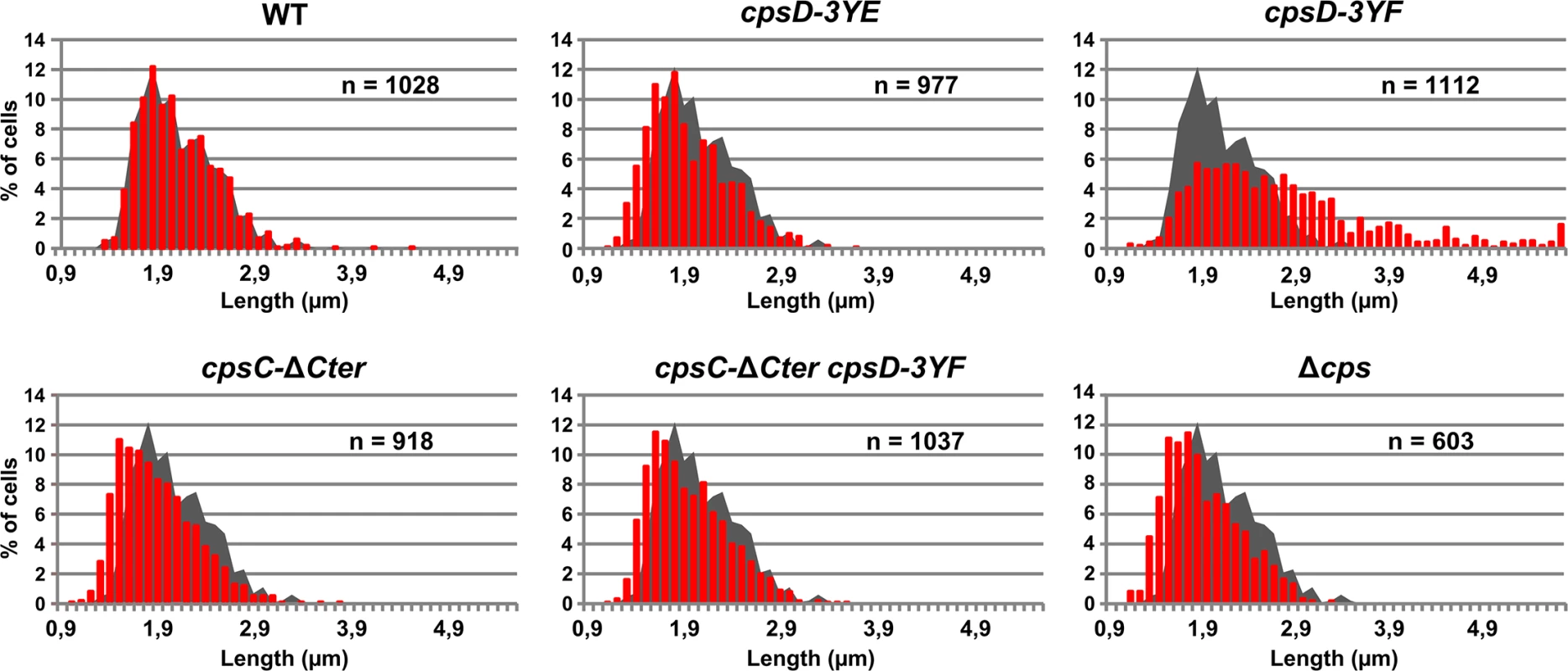Cell length distributions of pneumococcal WT strain and mutants.