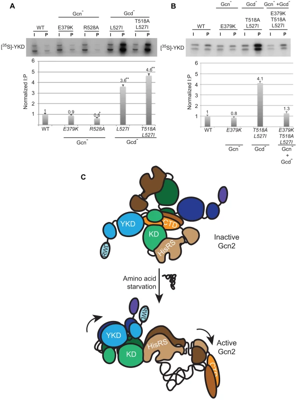 Gcd<sup>−</sup> YKD substitutions in αI enhance direct binding between YKD and KD segments in a manner suppressed by Gcn<sup>−</sup> YKD substitutions in αE.