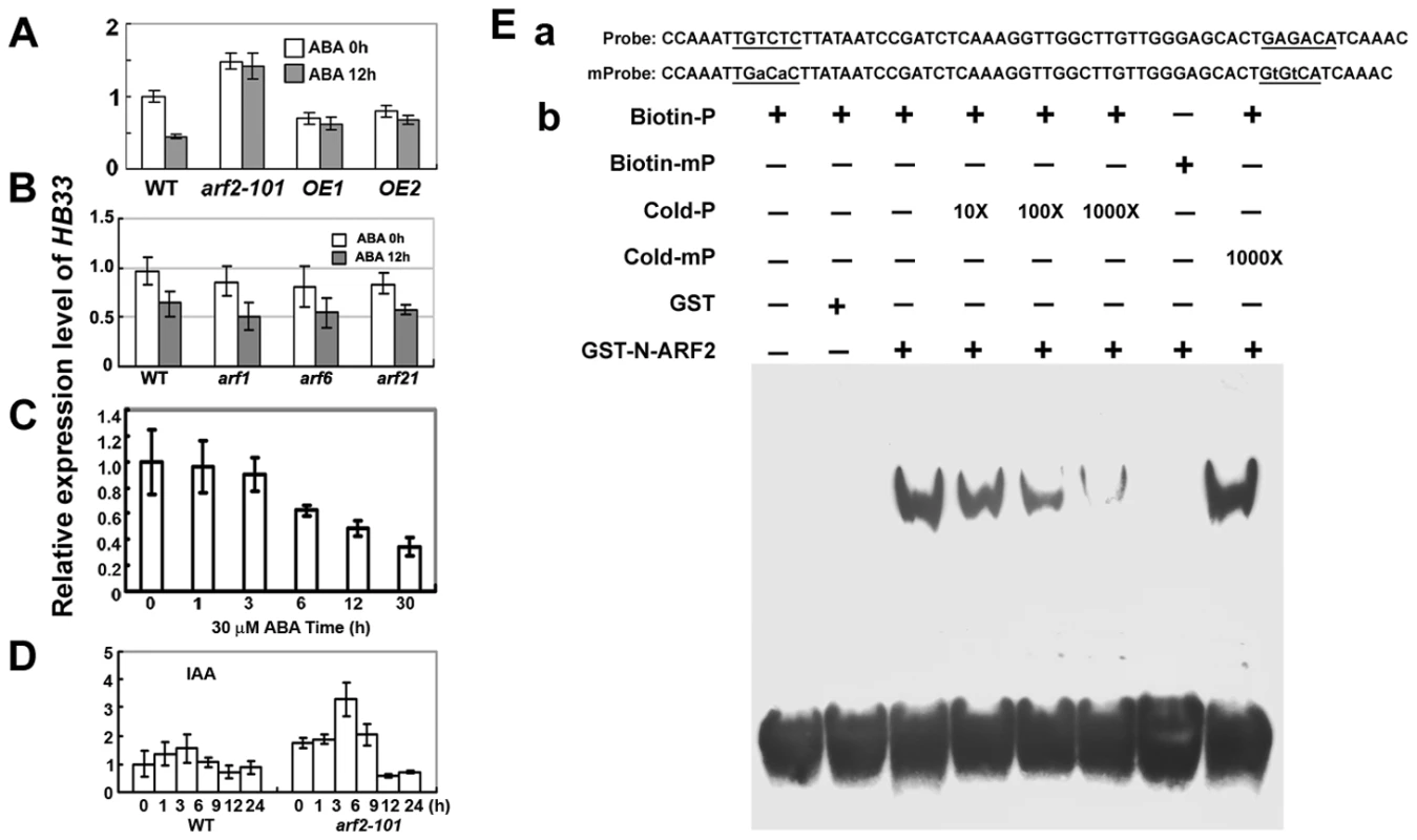 ARF2 binds to the <i>HB33</i> promoter and regulates <i>HB33</i> expression.