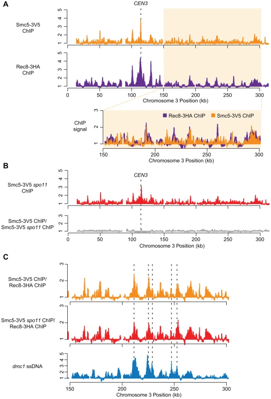 Smc5 associates with cohesin binding sites, centromeres, and DSBs.