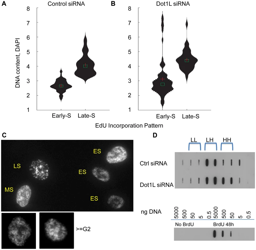 Over-replication in <i>DOT1</i>L depleted cells.