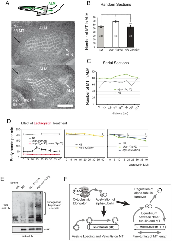 Microtubule structure and proteasome inhibition; model.