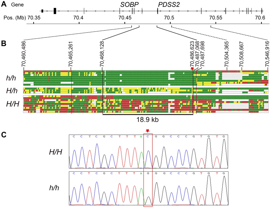 Fine mapping and identifying the causative mutation for <i>silky-feather</i>.