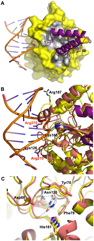 Model of D4/A20<sub>1–50</sub> heterodimer bound to DNA.