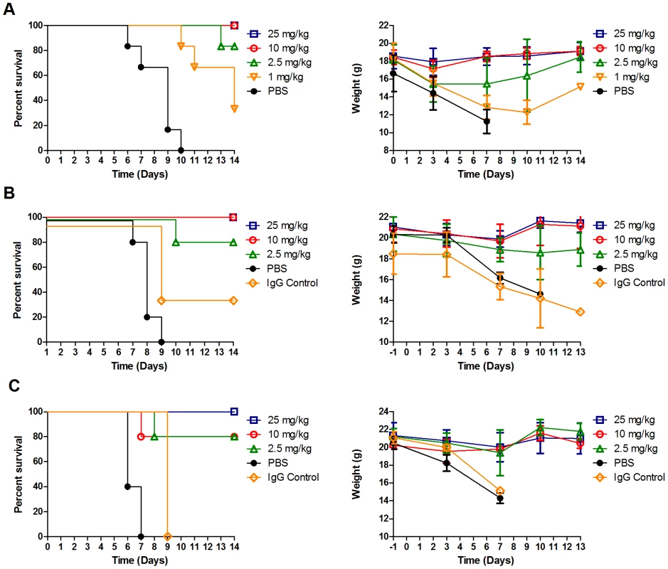 Antibody A06 prophylaxis protects mice from a lethal 2009 pandemic H1N1 influenza virus challenge.