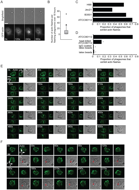 A dynamic actin coat transiently and repeatedly assembles around <i>Cryptococcus</i>-containing phagosomes.