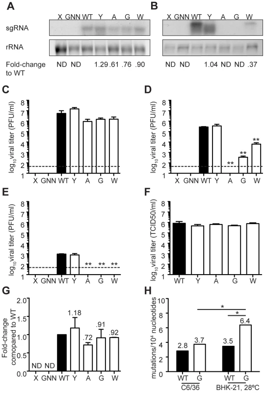 Mutator attenuation in mosquito cells is due to a replication defect.