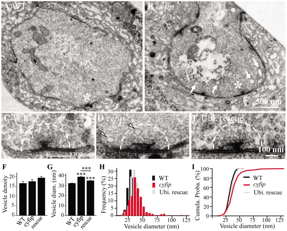 Enlarged synaptic vesicles at active zones and more cisternae in the synaptic boutons of <i>cyfip</i> mutants.