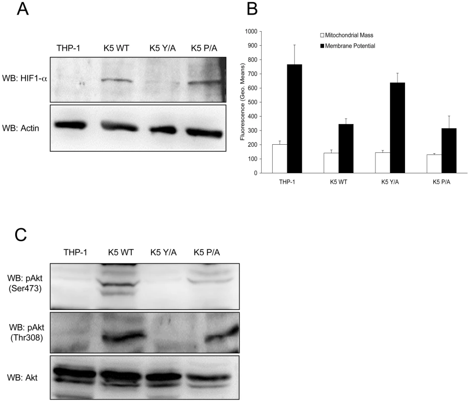 K5 expressing cells have other features of the Warburg Effect.