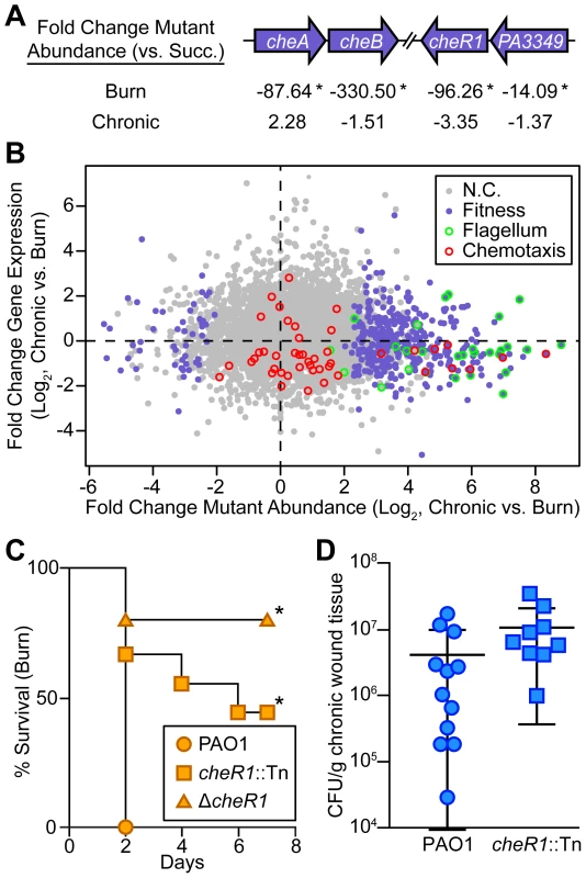 Chemotactic flagellar motility is required in burn wounds and not chronic wounds.