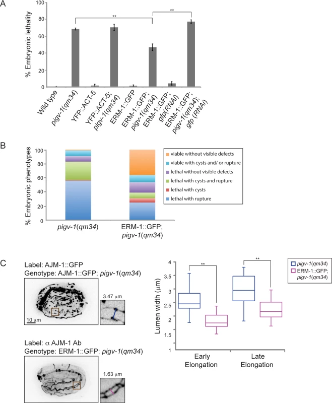 Overexpression of ERM-1::GFP rescues embryonic lethality and intestinal lumen width of <i>pigv-1(qm34)</i>.