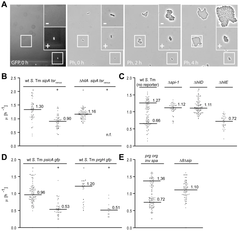 Time-lapse microscopy reveals retarded growth of TTSS-1<sup>+</sup> individuals.