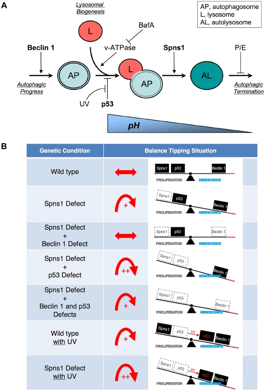 Schematic model for Spns1 function under the control of the network module of autophagy-senescence signaling cascades differentially regulated through Beclin 1 and p53.