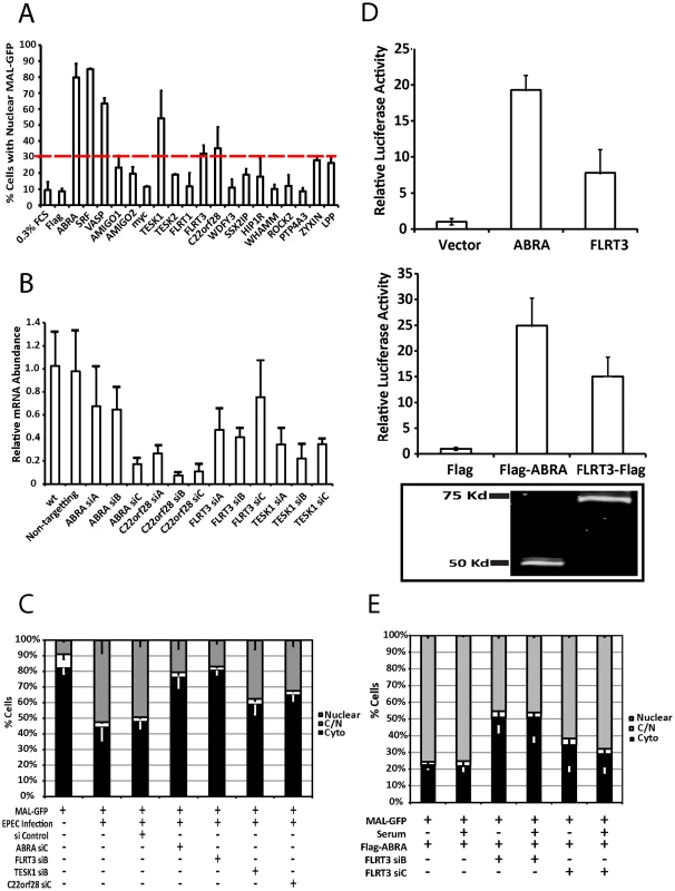 ABRA and FLRT3 are SRF activators required for EPEC-induced MAL-GFP translocation.