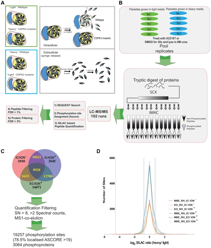 Generation of phosphoproteome samples.