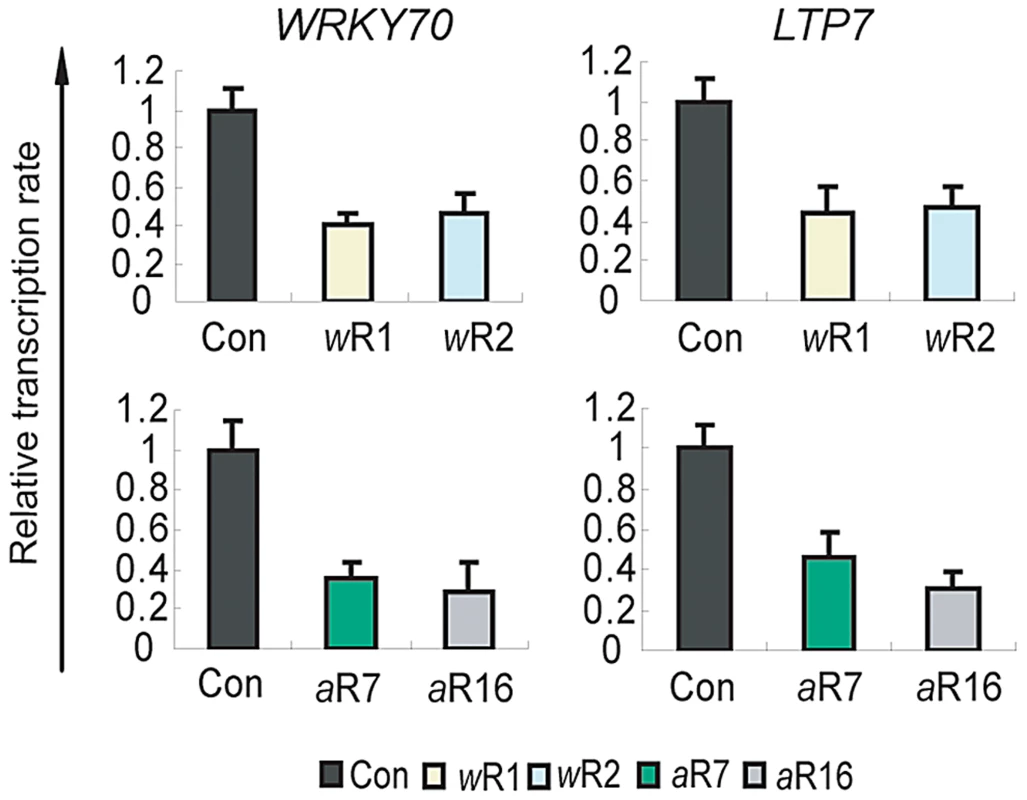 Role of AtCOMPASS–like in the transcription rates of the ATX1-regulated genes.