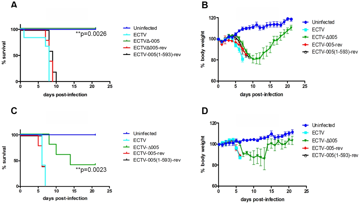 EVM005 is required for virulence during ECTV infection of C57BL/6 and A/NCR mice.