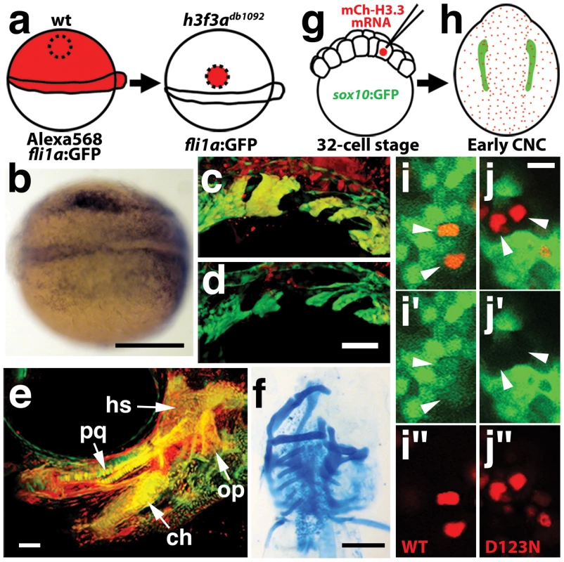 H3.3 function is required tissue- and cell-autonomously for CNC development.