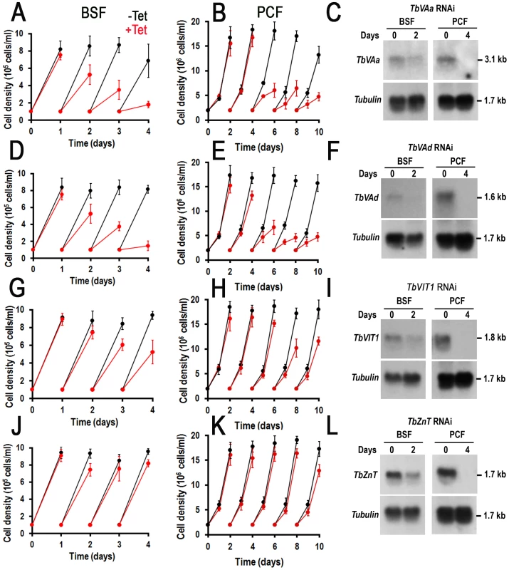Effect of inhibition of expression of four acidocalcisome genes by tetracycline-induced RNAi on cell growth.