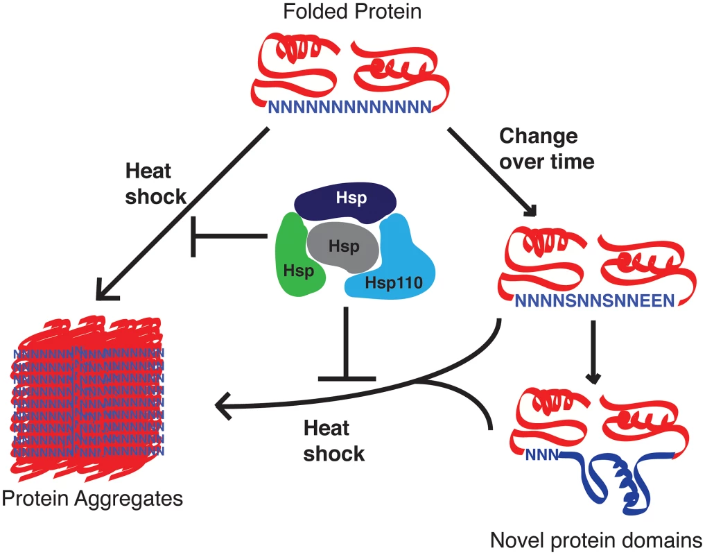 Proposed role of <i>P. falciparum</i> Hsp110 and other chaperones as capacitors for evolutionary change.