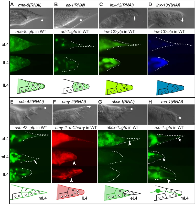 Effectors of morphogenesis identified in the RNAi screen.