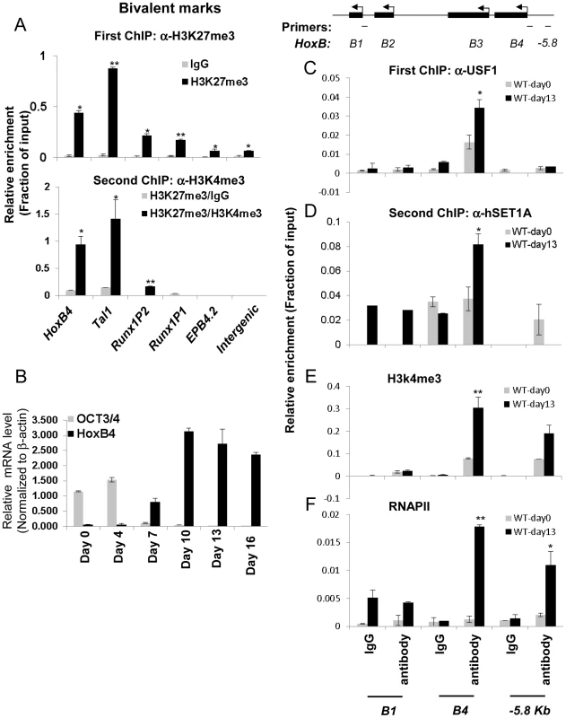 Co-localization of USF1 and the hSET1A complex correlates with the activation of the HSC-specific <i>HoxB4</i> gene during hematopoietic differentiation of ESCs.
