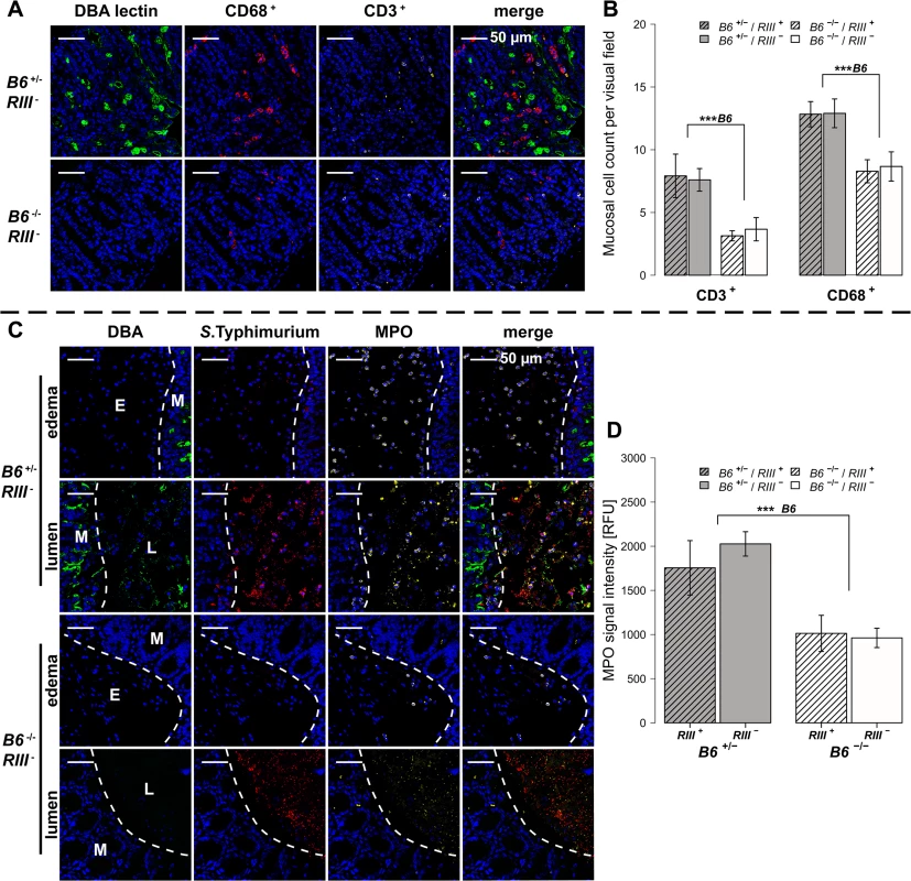 <i>B4galnt2</i>-dependent infiltration of immune cells after <i>S</i>. Typhimurium infection.