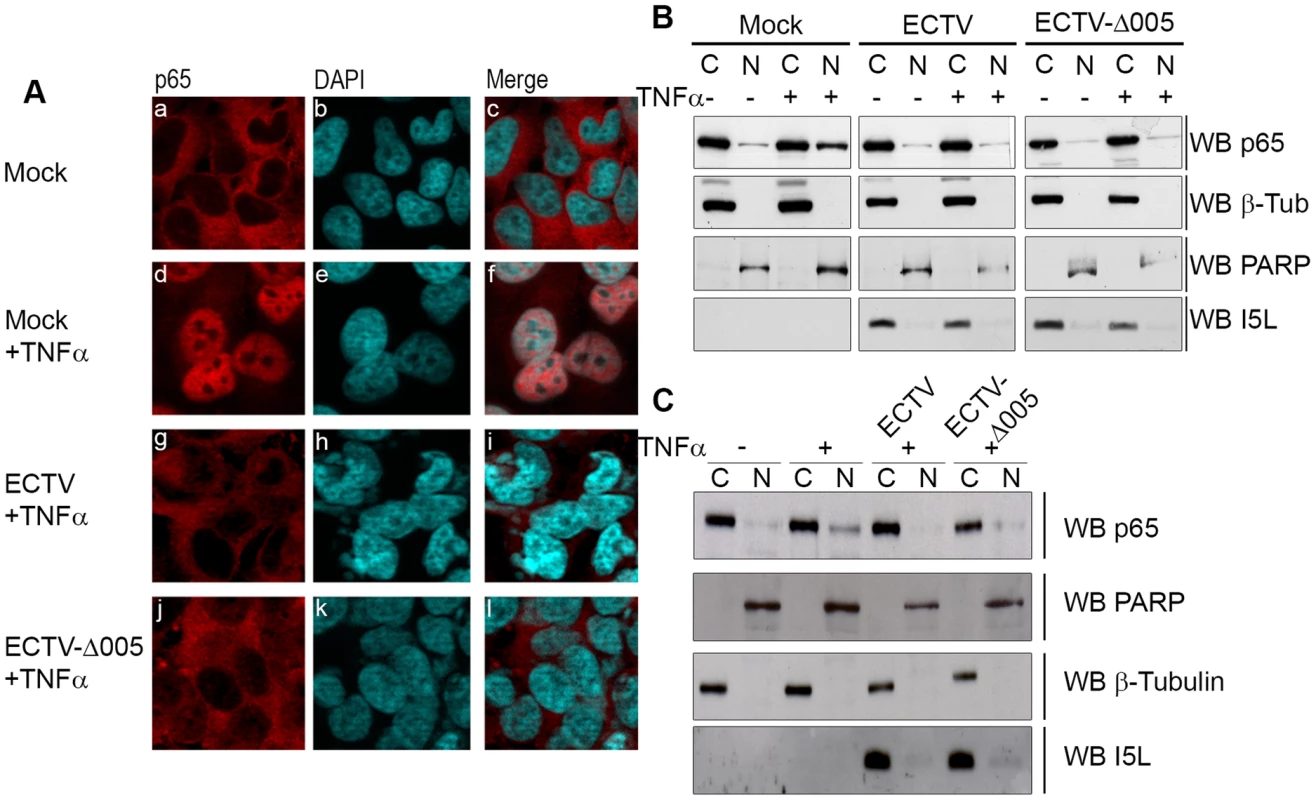 ECTV-Δ005 still inhibits p65 nuclear accumulation.