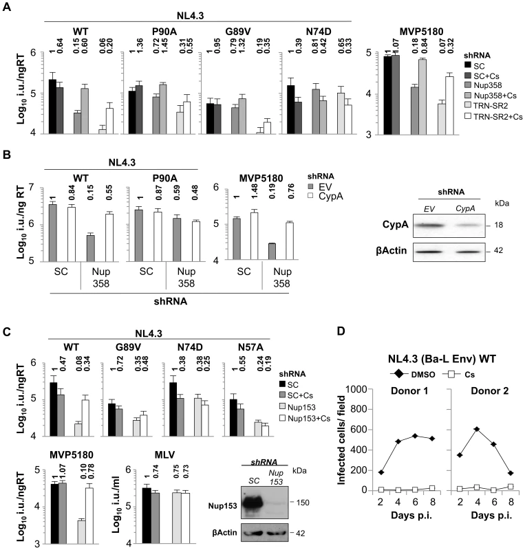 CypA inhibition forces HIV-1 into a Nup358/Nup153 independent nuclear entry pathway.