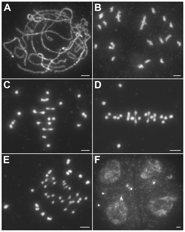 Meiosis in the <i>hei10-1</i> mutant.