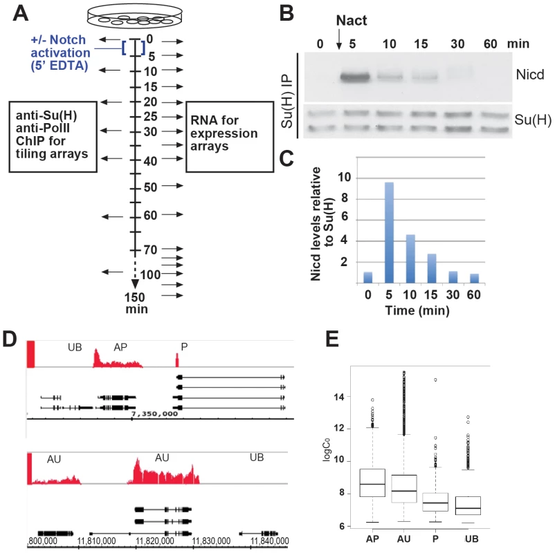 Transient activation of Notch and classification of transcripts according to Pol II class.