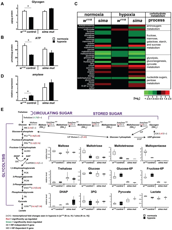 HIF-dependent effects on carbohydrate catabolism.